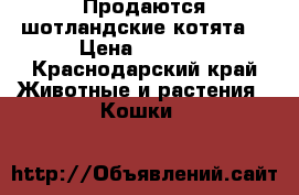 Продаются шотландские котята  › Цена ­ 2 500 - Краснодарский край Животные и растения » Кошки   